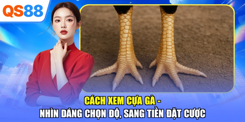 Cách Xem Cựa Gà - Nhìn Dáng Chọn Độ, Sang Tiền Đặt Cược